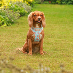 Buddy Bear Dog Harness