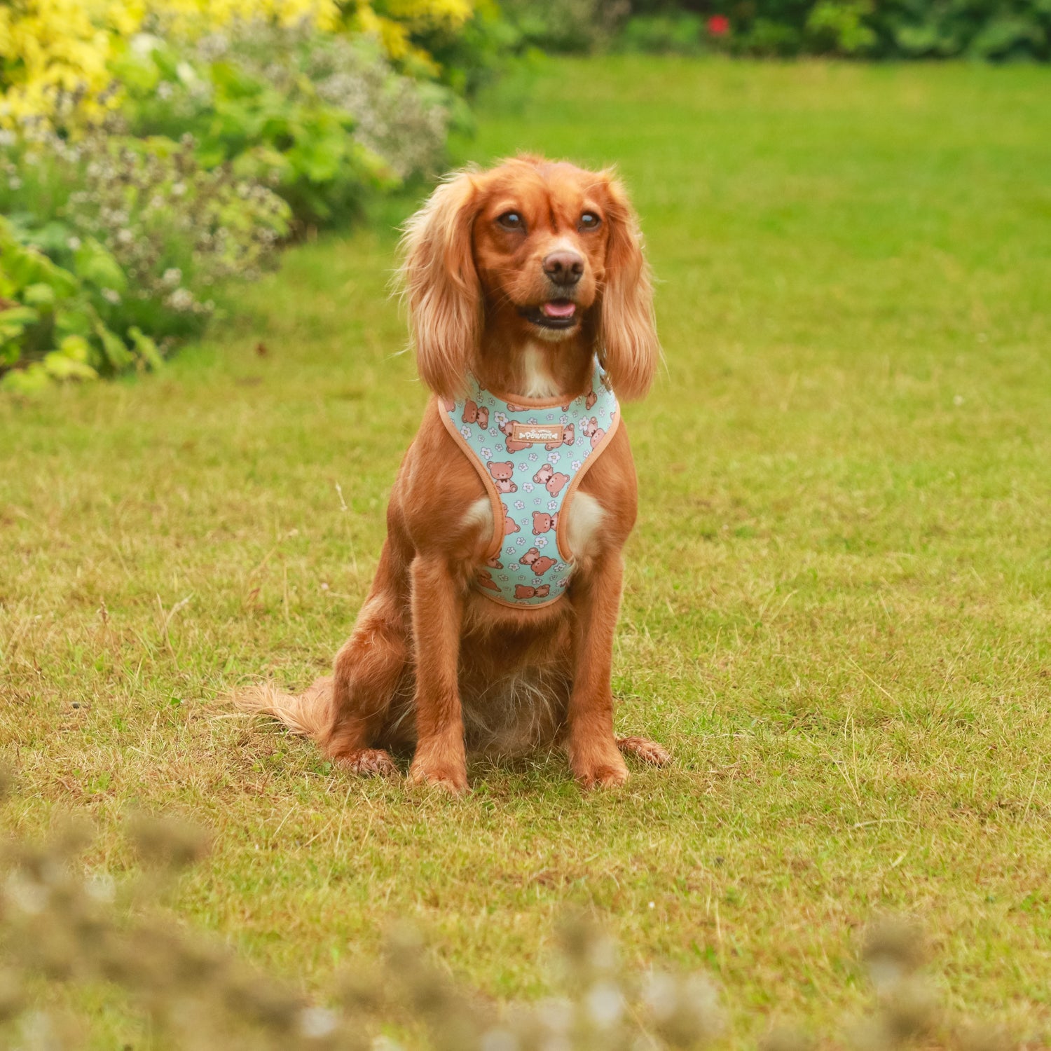 Buddy Bear Dog Harness