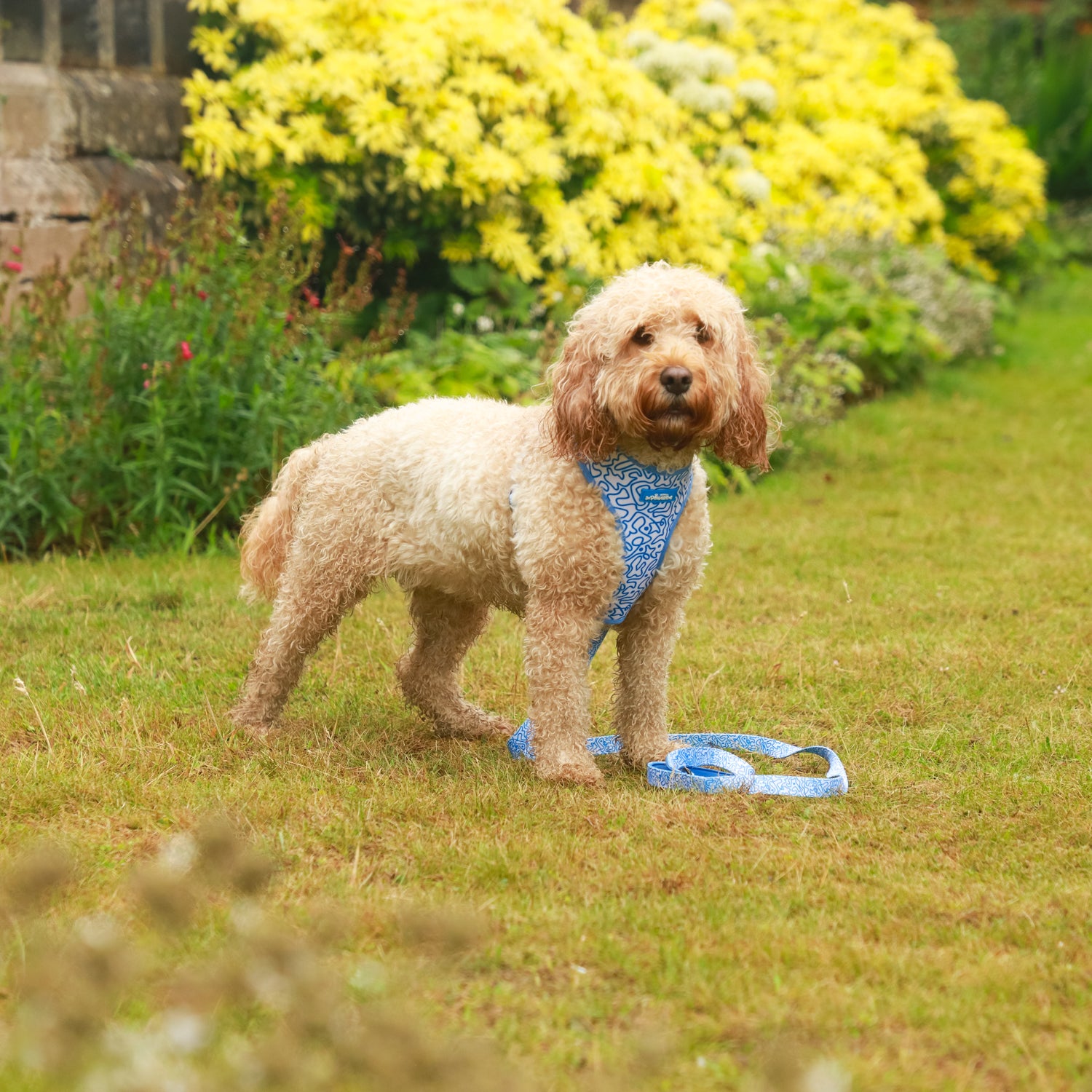Swirly Barks Dog Harness