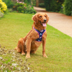Magical Dreams Dog Harness