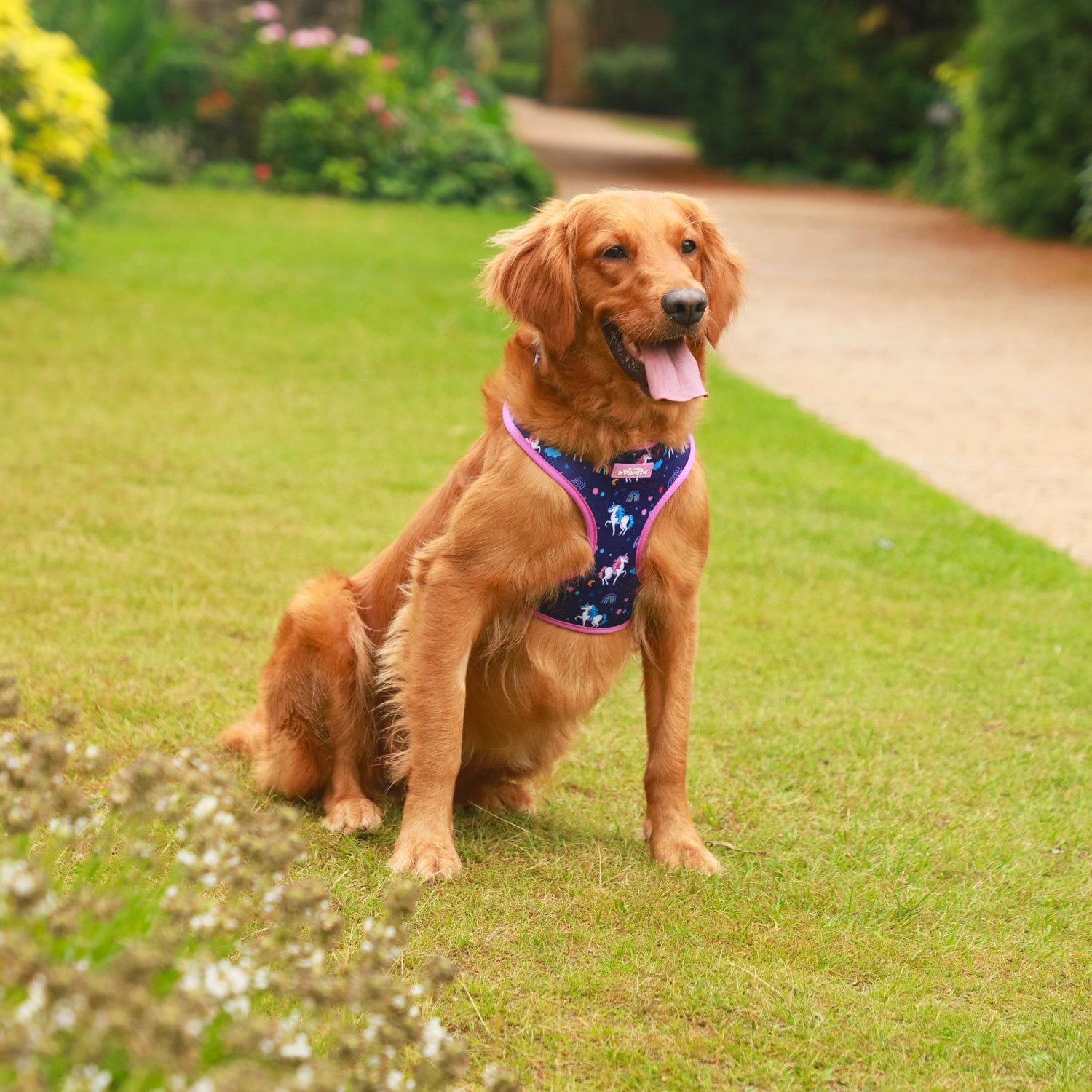 Magical Dreams Dog Harness