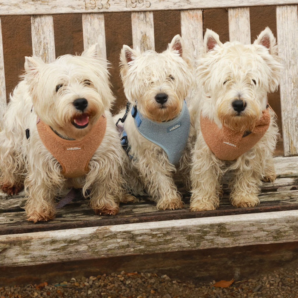 Cookie Teddy - 6 Piece Bundle Dog Harness, Collar, Lead, Poop Bag Holder, Bandana & Bow tie