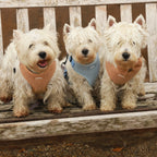 Cookie Teddy - 6 Piece Bundle Dog Harness, Collar, Lead, Poop Bag Holder, Bandana & Bow tie
