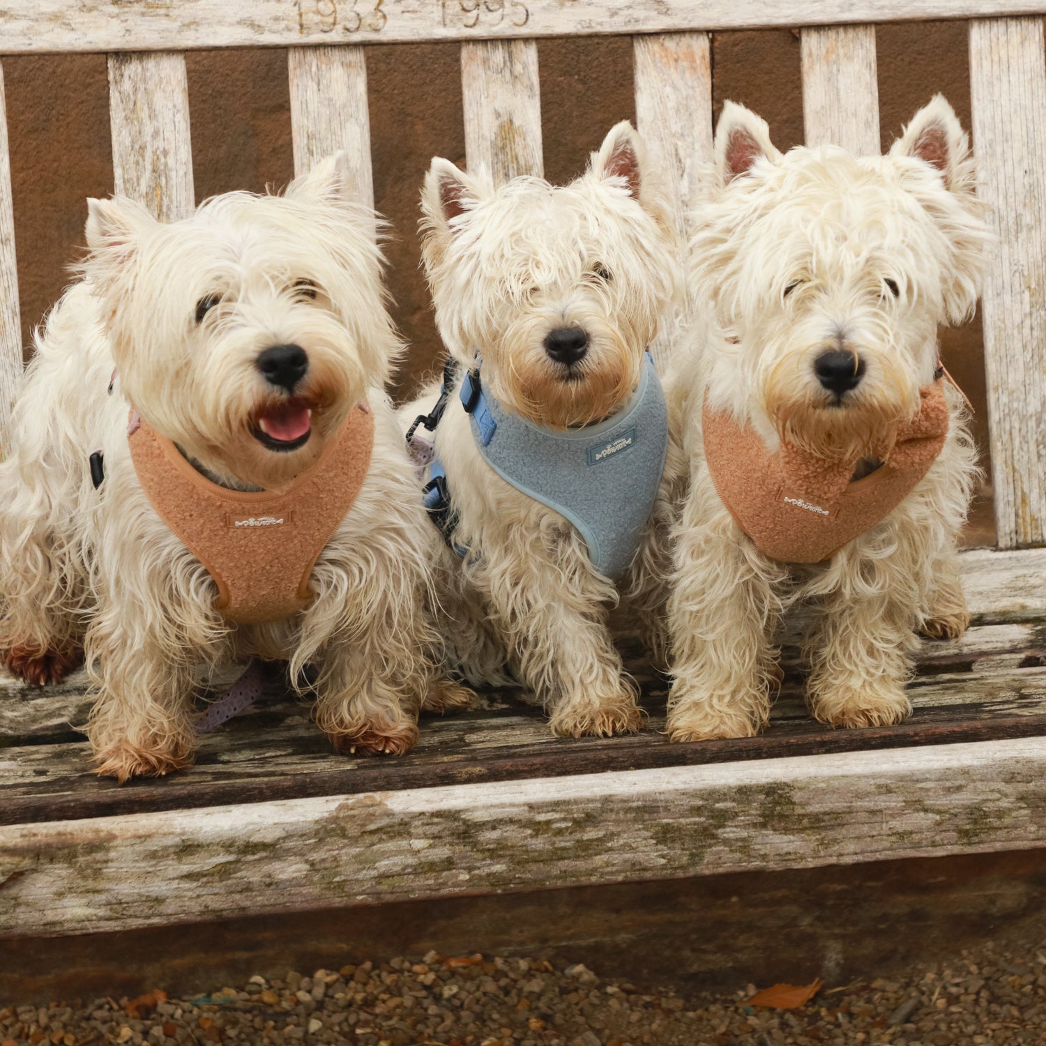 Cookie Teddy Bear Dog Harness