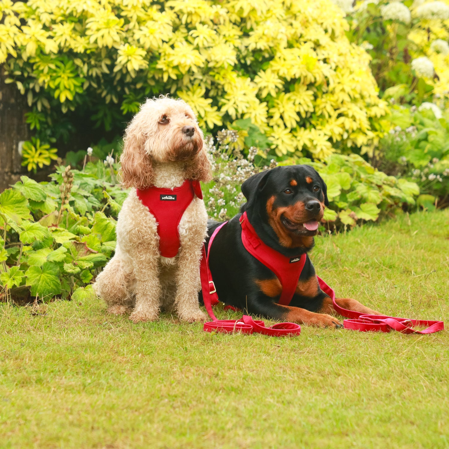 Red Velvet - 4 Piece Bundle - Dog Harness, Collar, Lead & Poop Bag Holder