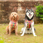 Kaleido Pups - 4 Piece Bundle - Dog Harness, Collar, Lead & Poop Bag Holder