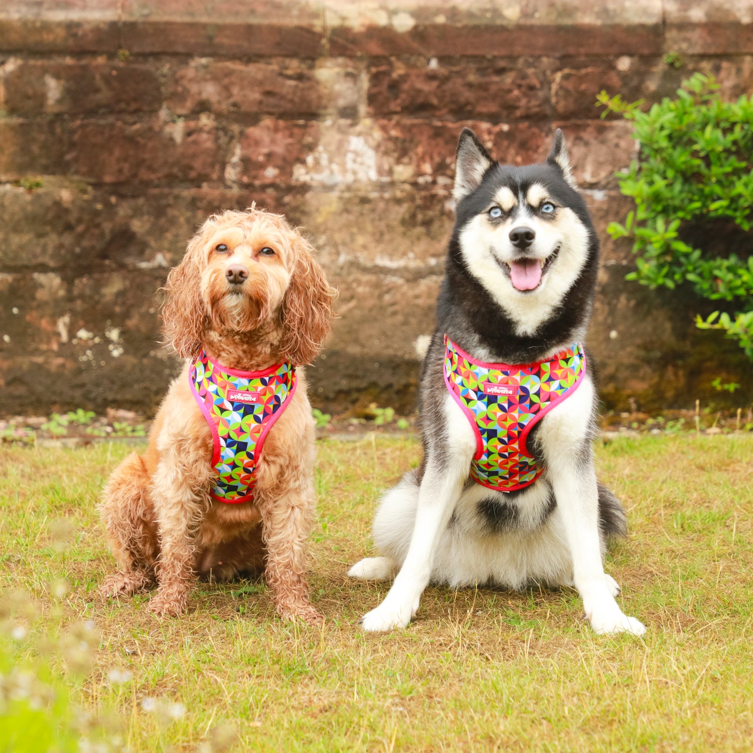 Kaleido Pups - 4 Piece Bundle - Dog Harness, Collar, Lead & Poop Bag Holder