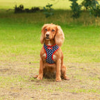 Classy Paws - 4 Piece Bundle - Dog Harness, Collar, Lead & Poop Bag Holder
