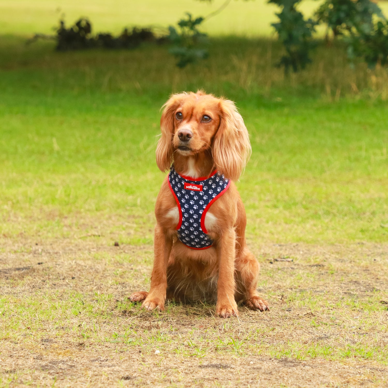 Classy Paws - 4 Piece Bundle - Dog Harness, Collar, Lead & Poop Bag Holder