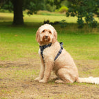 Midnight Paws - TP Adventures - 4 piece Bundle - Dog Harness, Collar, Lead & Poop Bag Holder