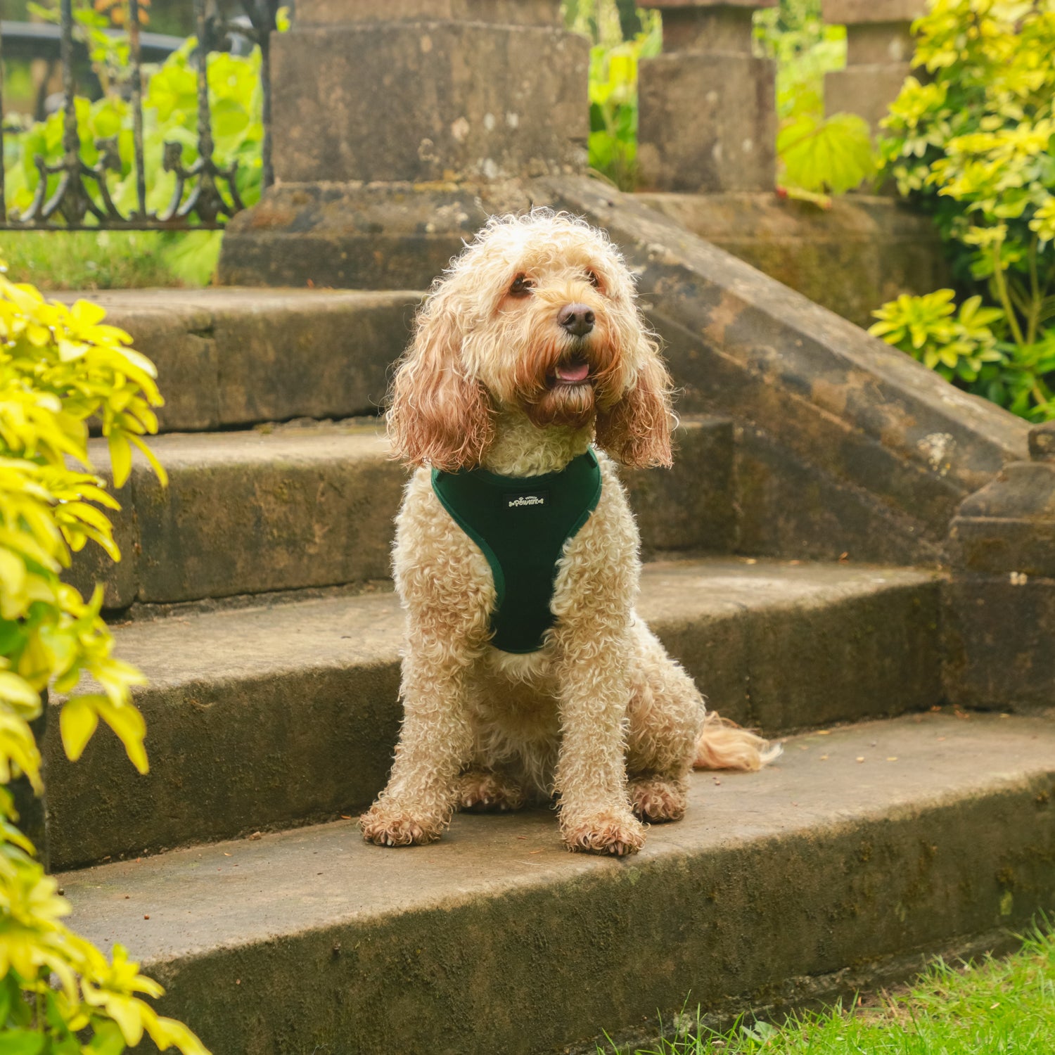 Green Velvet Dog Harness