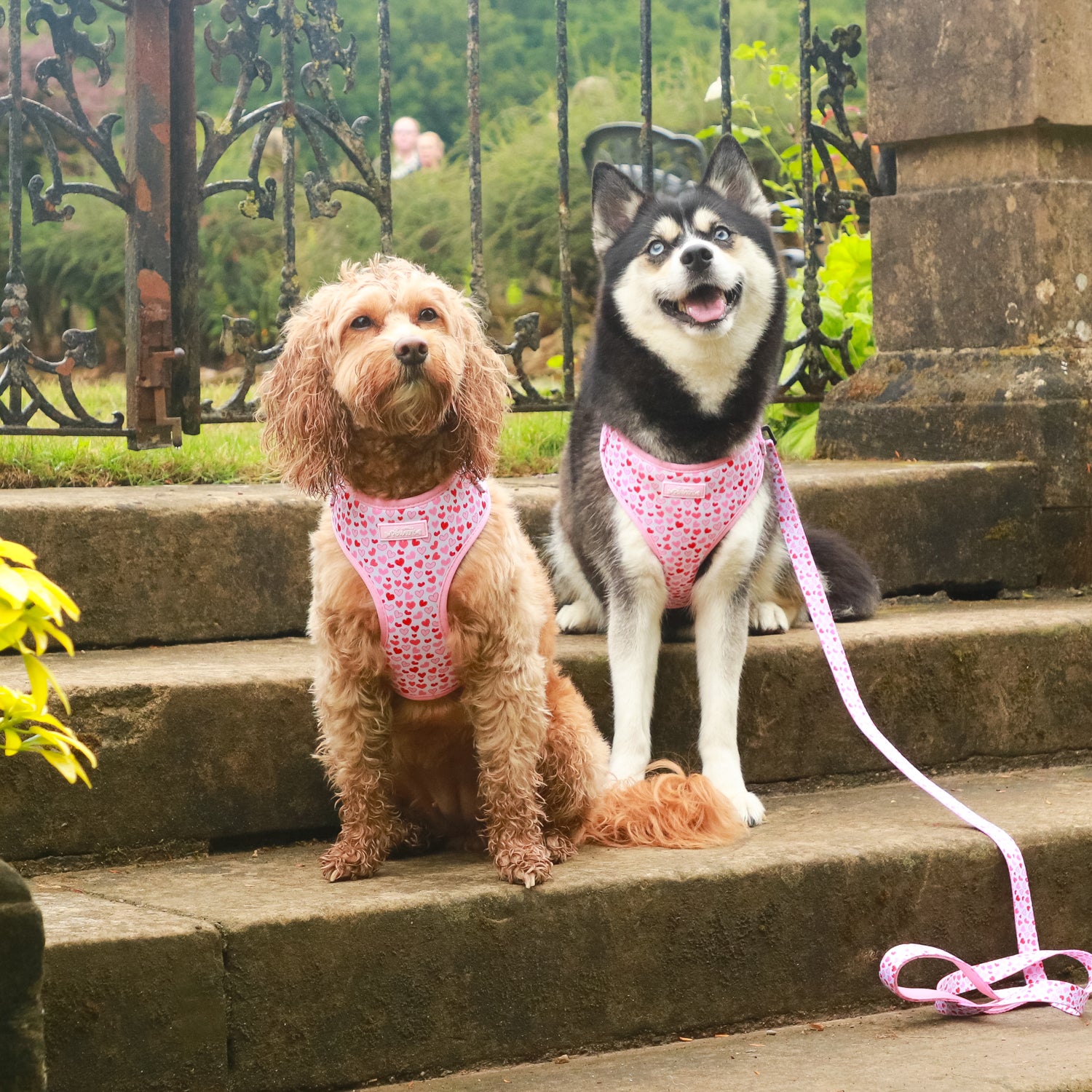 I woof You - 4 Piece Bundle - Dog Harness, Collar, Lead & Poop Bag Holder