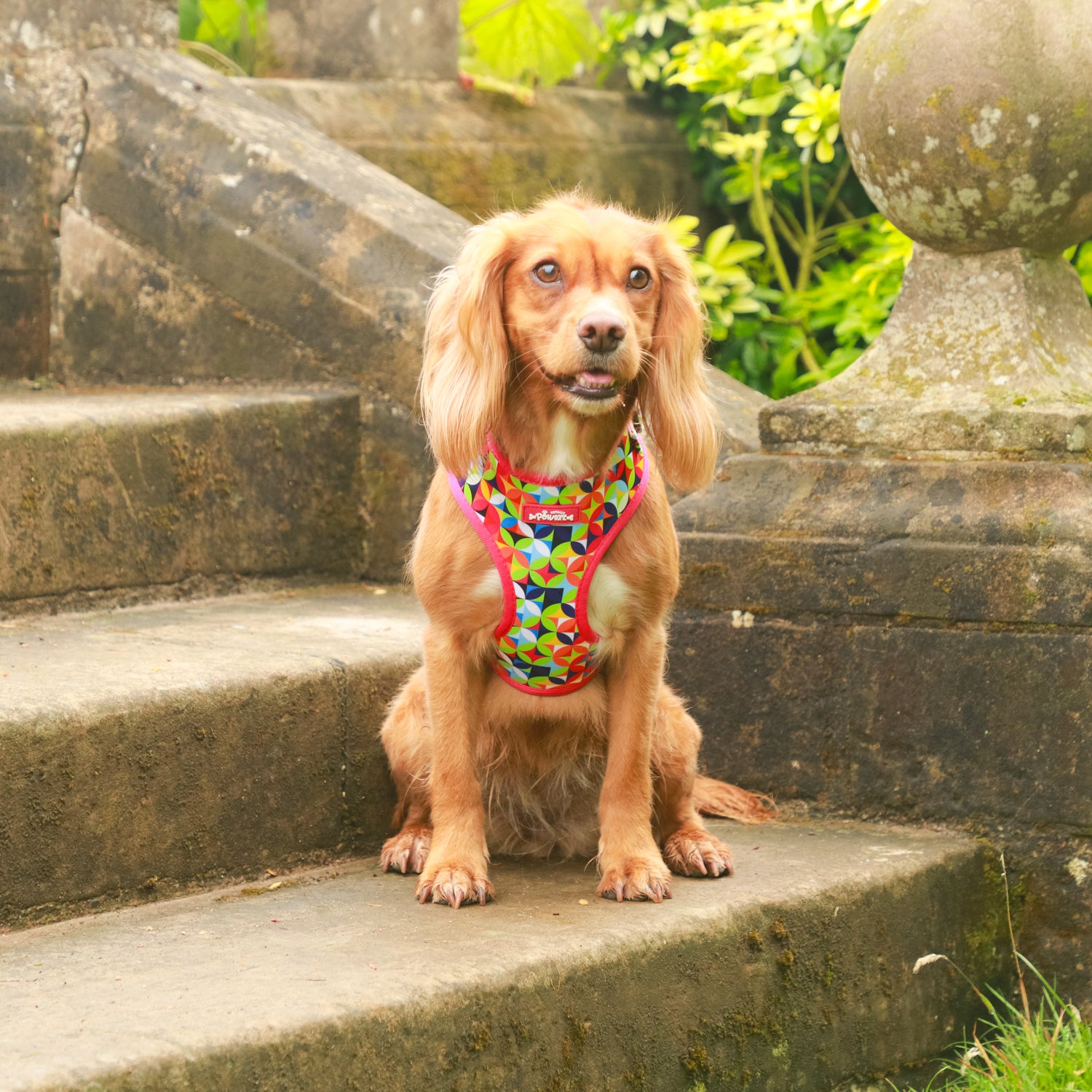 Kaleido Pups Dog Harness