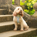 Buddy Bear Dog Harness