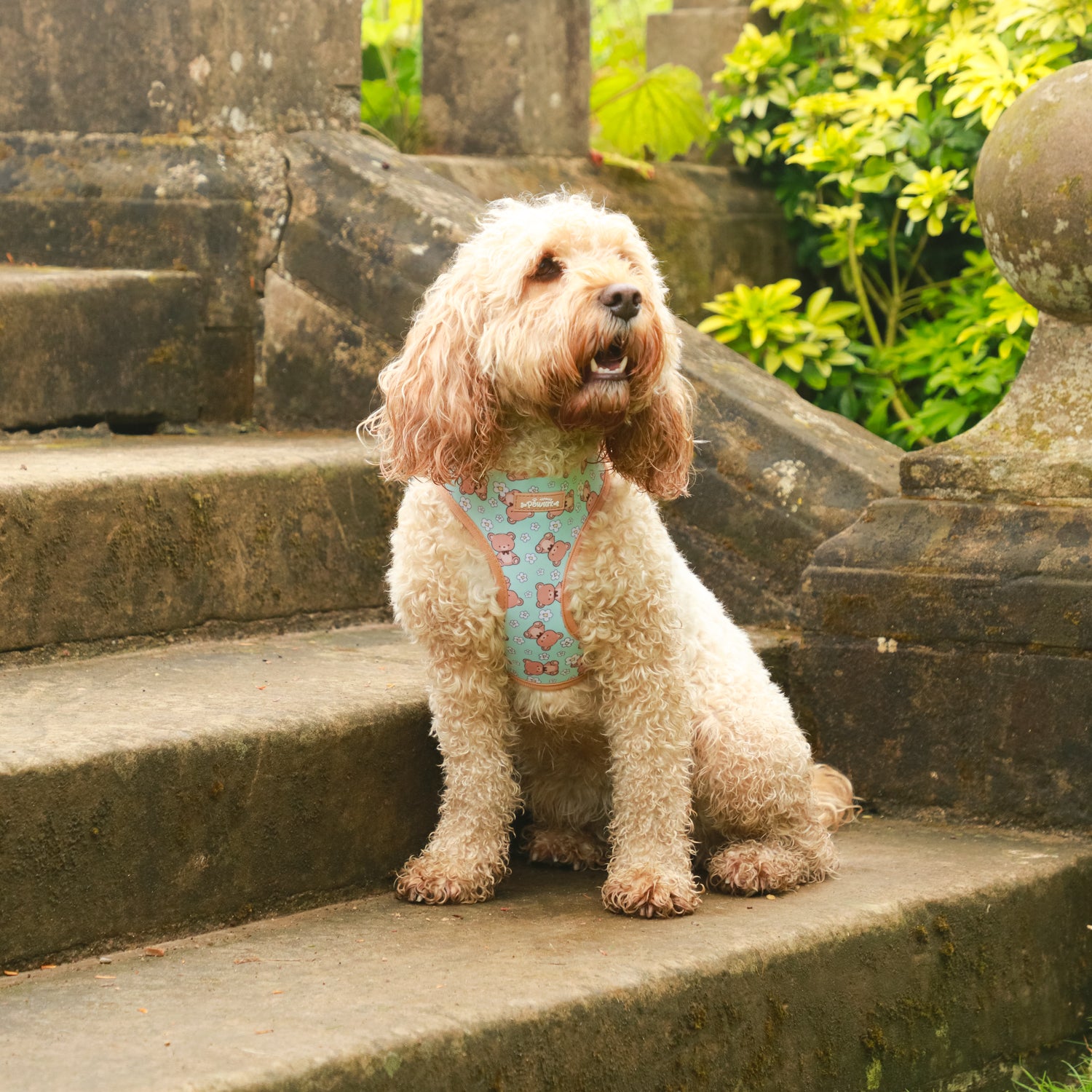 Buddy Bear Dog Harness