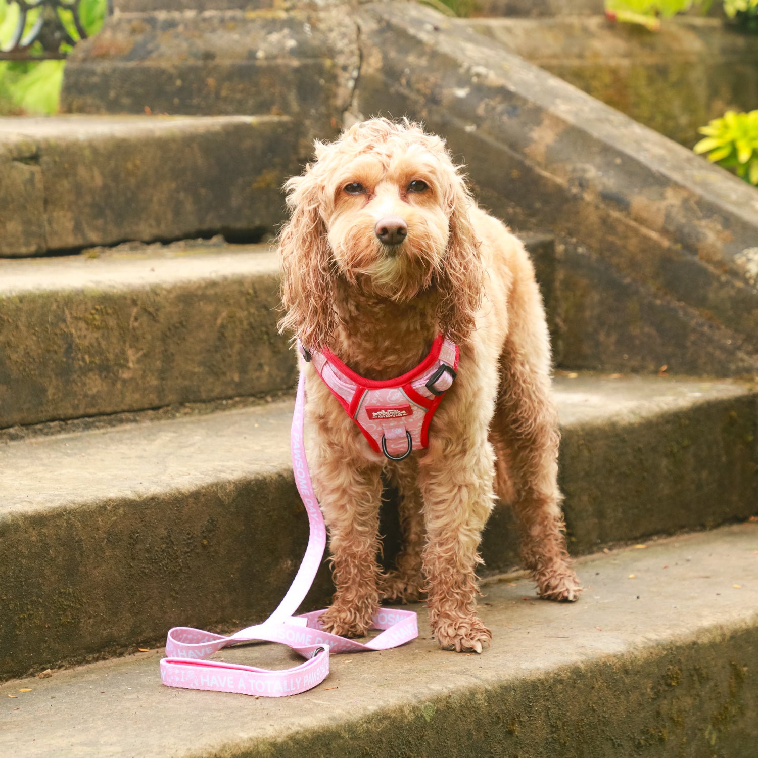 Pink Paws - TP Adventures - 4 piece Bundle - Dog Harness, Collar, Lead & Poop Bag Holder