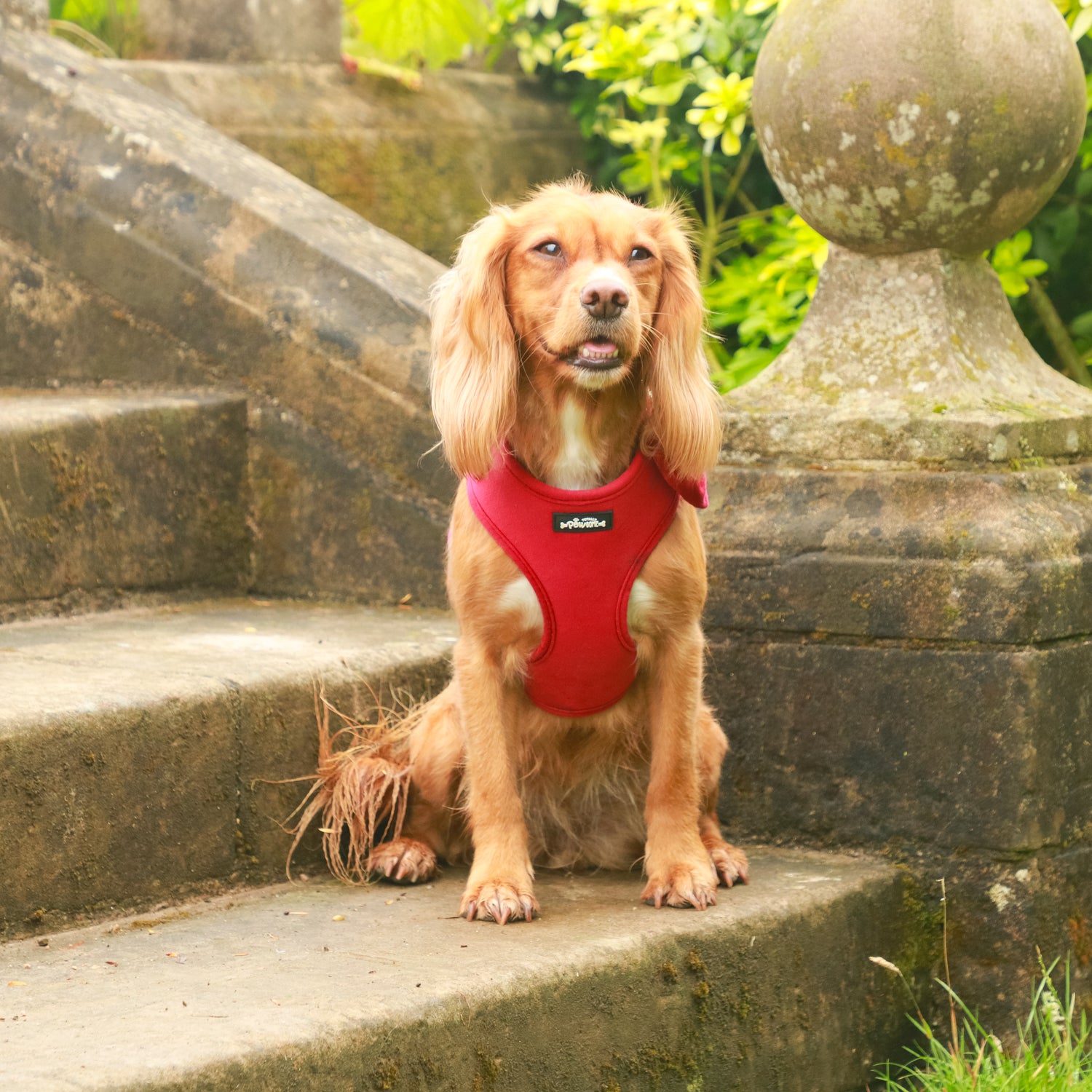 Red Velvet Dog Harness