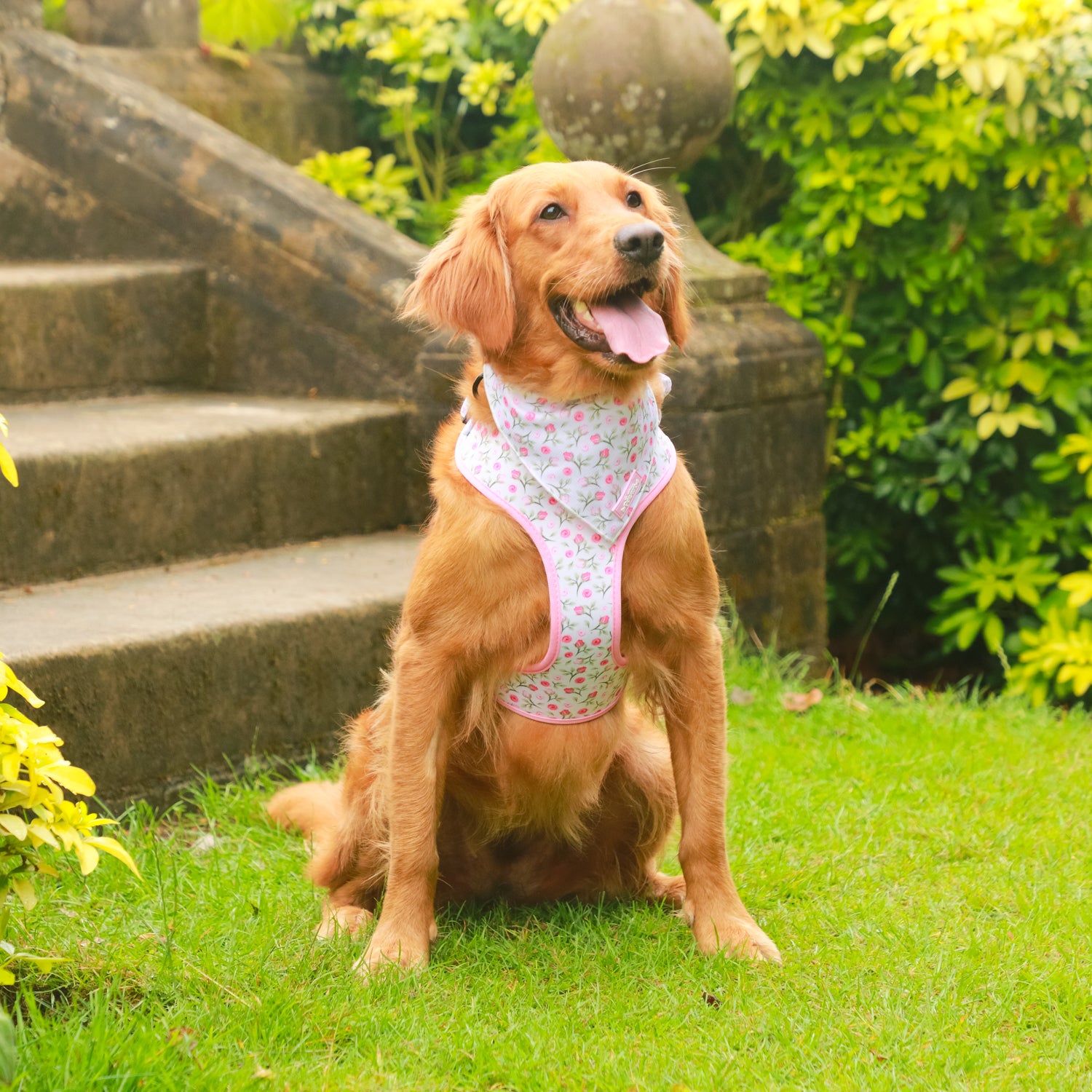 Rose Garden - 4 Piece Bundle - Dog Harness, Collar, Lead & Poop Bag Holder
