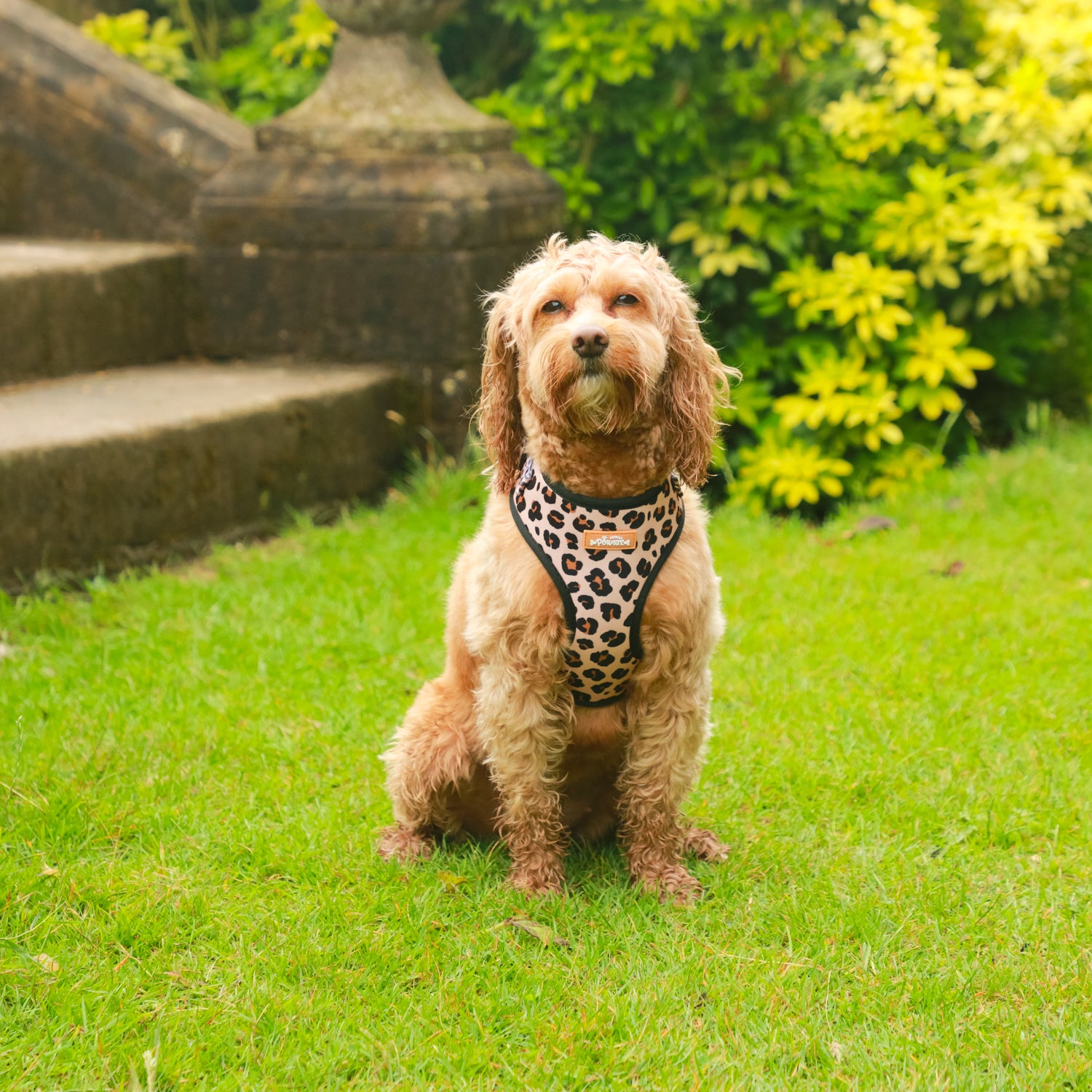 Wild Pups - 4 Piece Bundle - Dog Harness, Collar, Lead & Poop Bag Holder