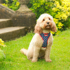 Classy Paws - 4 Piece Bundle - Dog Harness, Collar, Lead & Poop Bag Holder