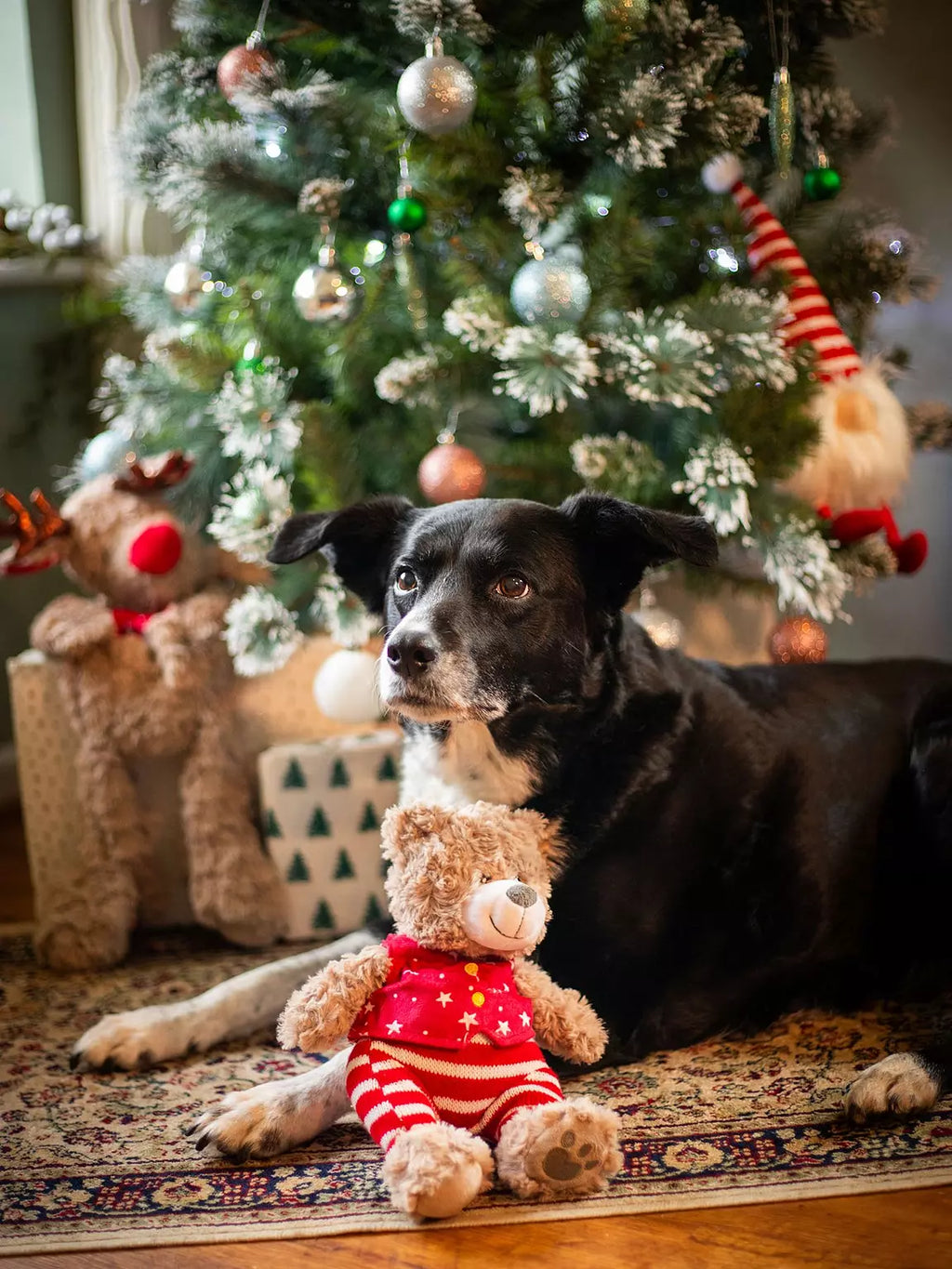 Christmas Festive Buddy Bear Comfort Dog Toy