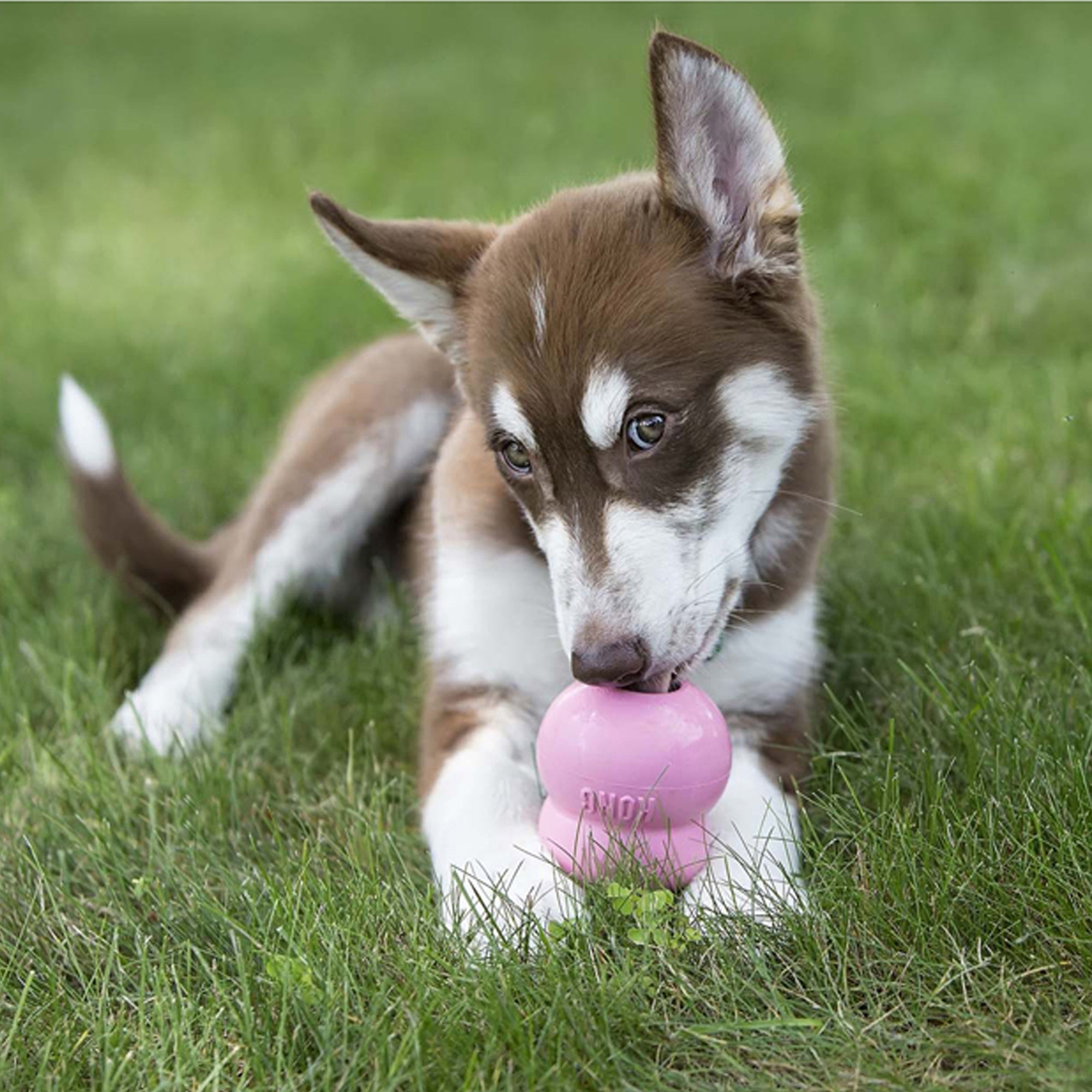 KONG Easy Treat Dog Treats