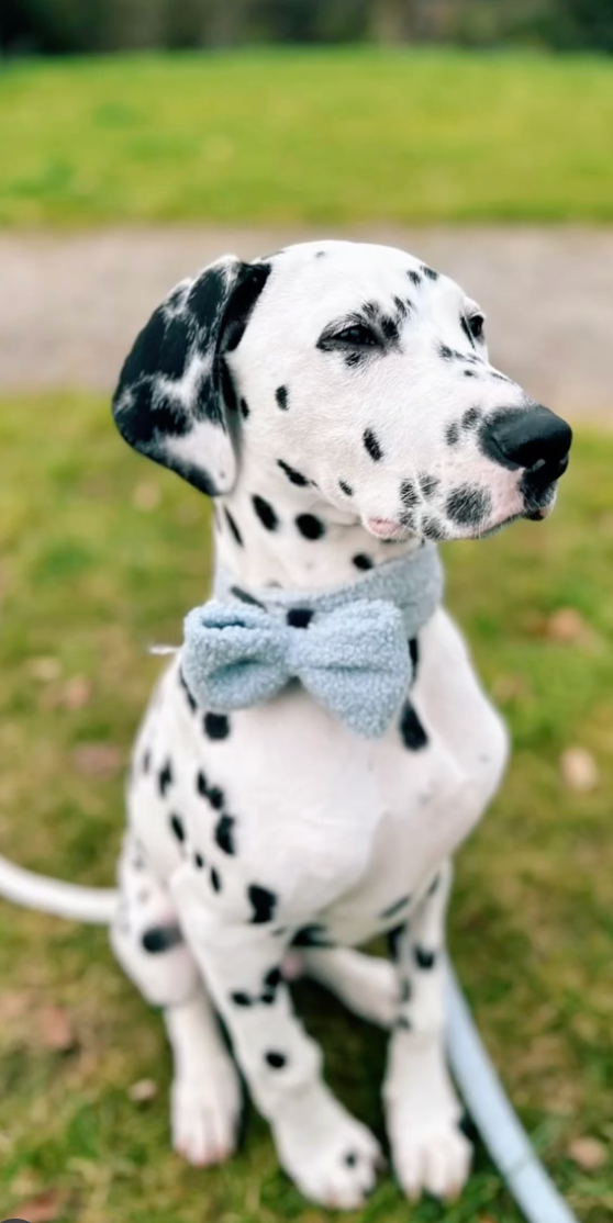 Bubblegum Blue Teddy Bow Tie