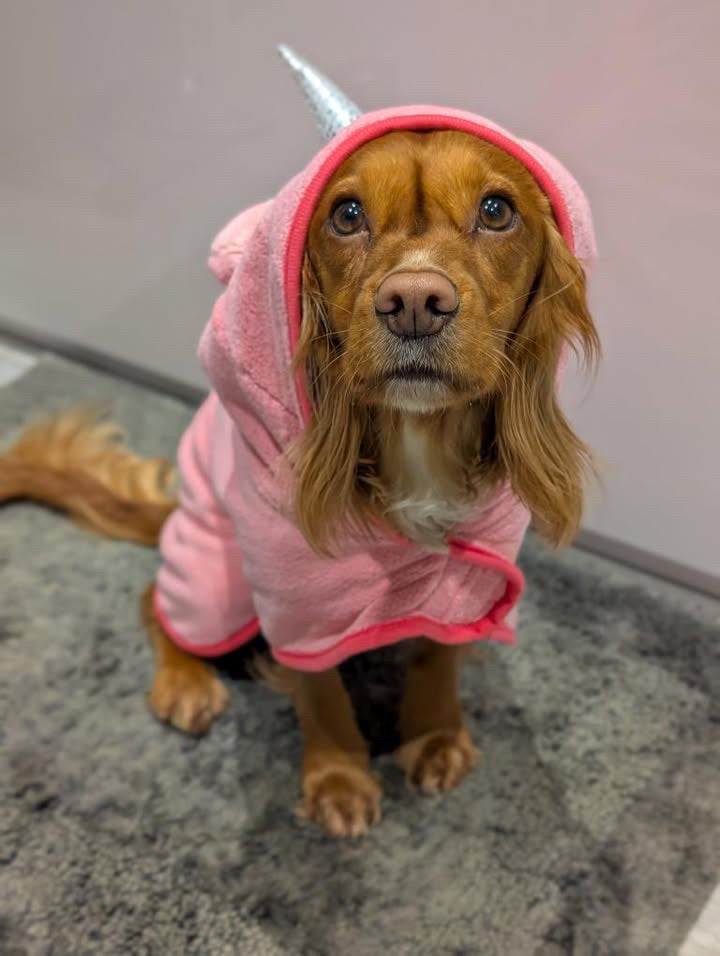 Cocker spaniel puppy wearing pink Magical Unicorn‑pup Pawsome drying robe with unicorn hood