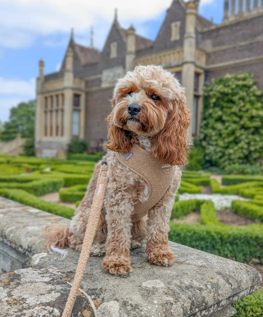 Cookie Teddy Bear Dog Harness