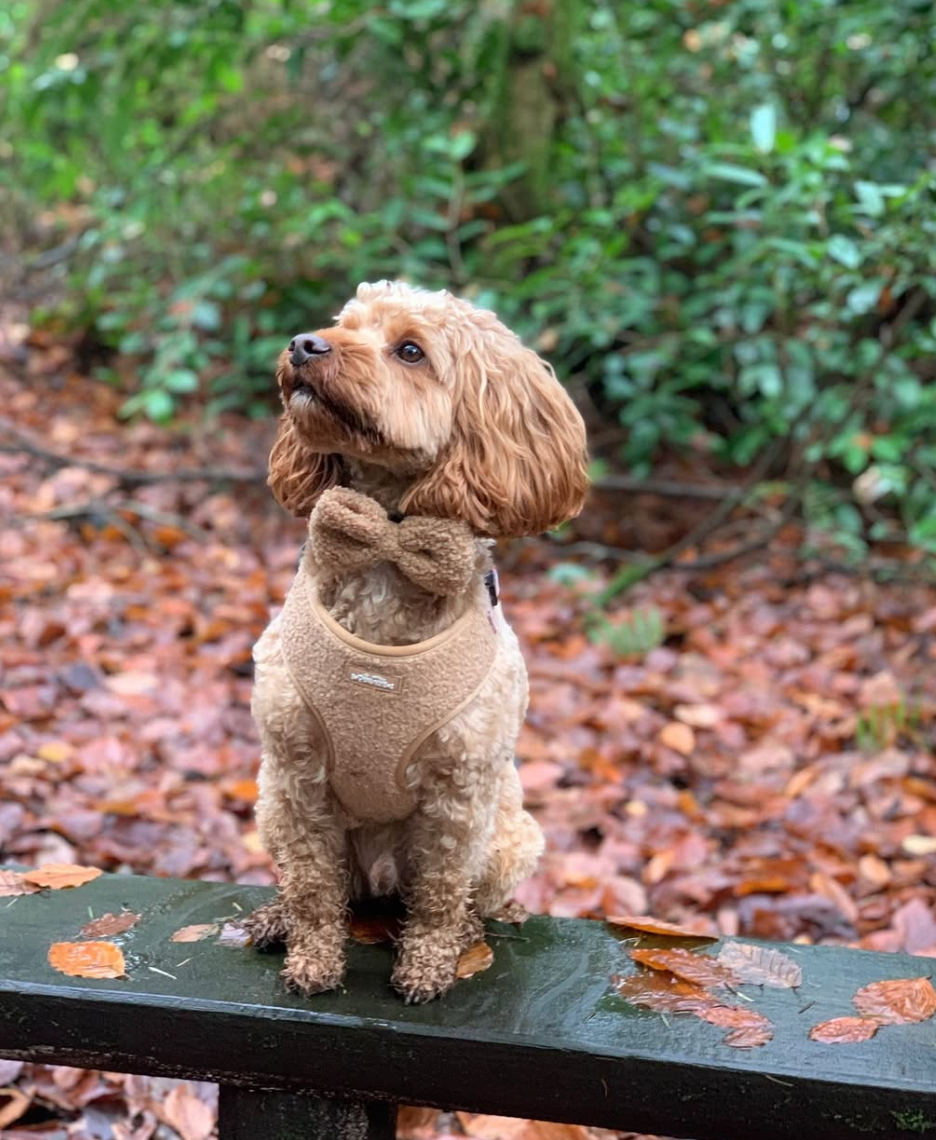 Cookie Teddy Bear Dog Harness