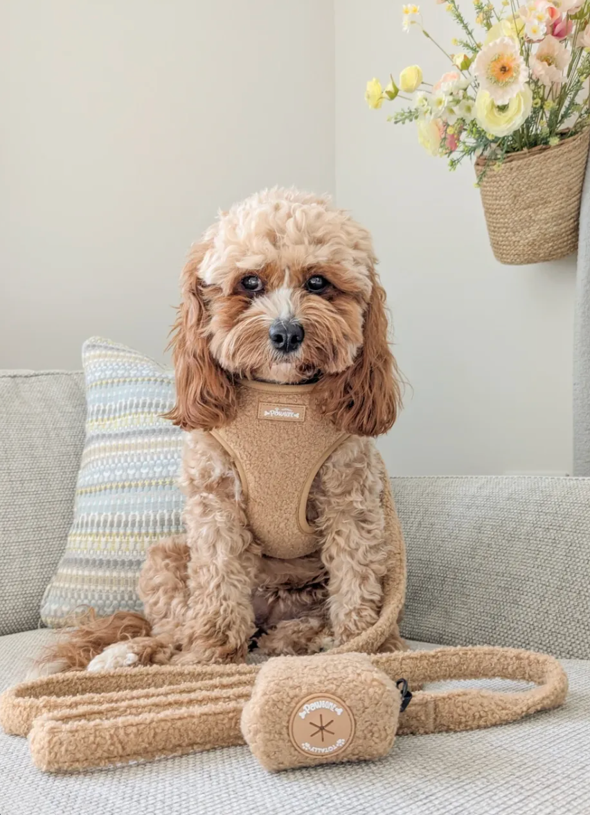 Cookie Teddy Bear Dog Harness