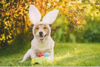 dog with easter egg