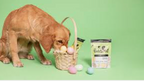 dog eating easter egg