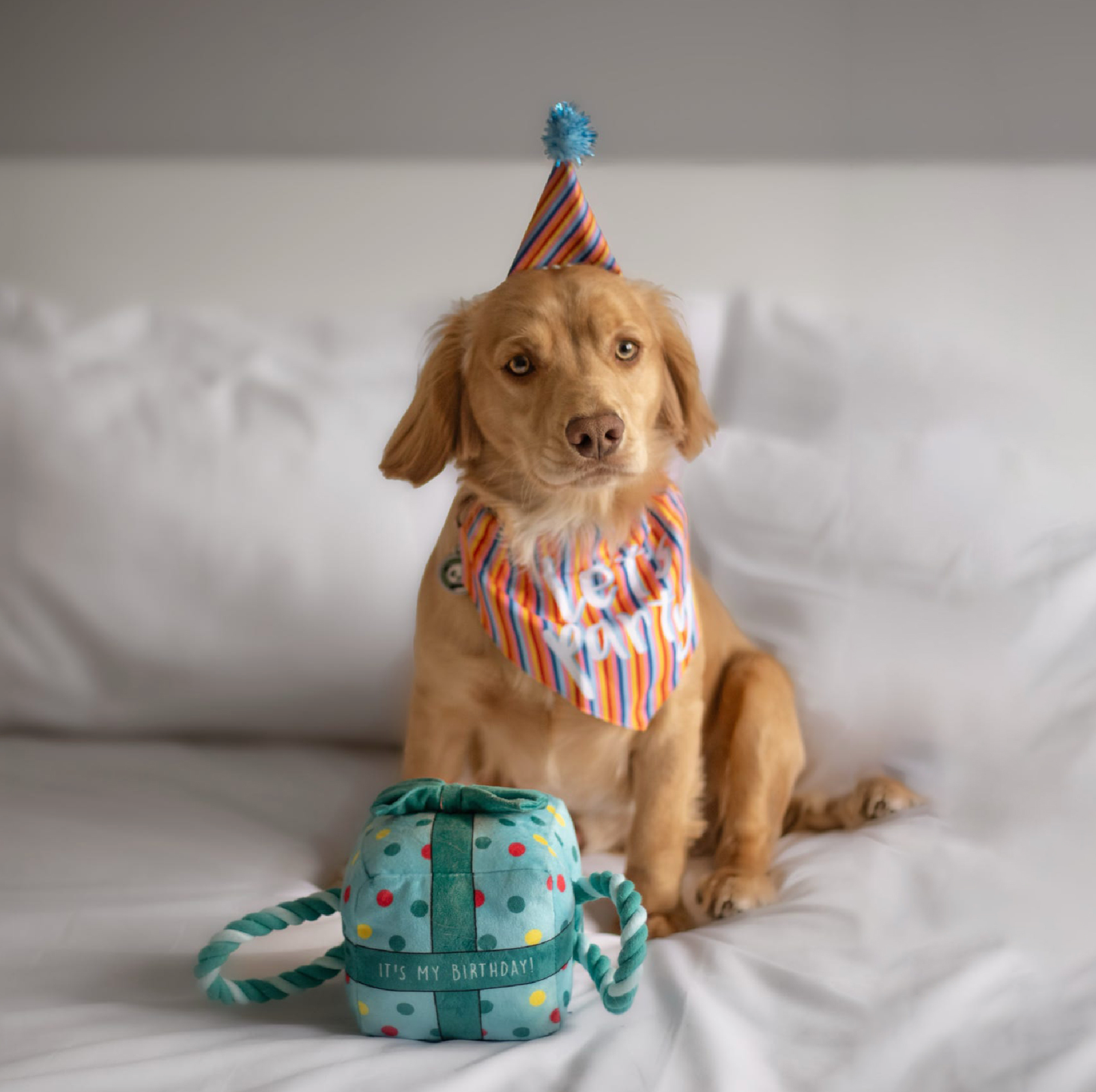 Lets Party Birthday Pup Birthday Bandana & Pawty Hat