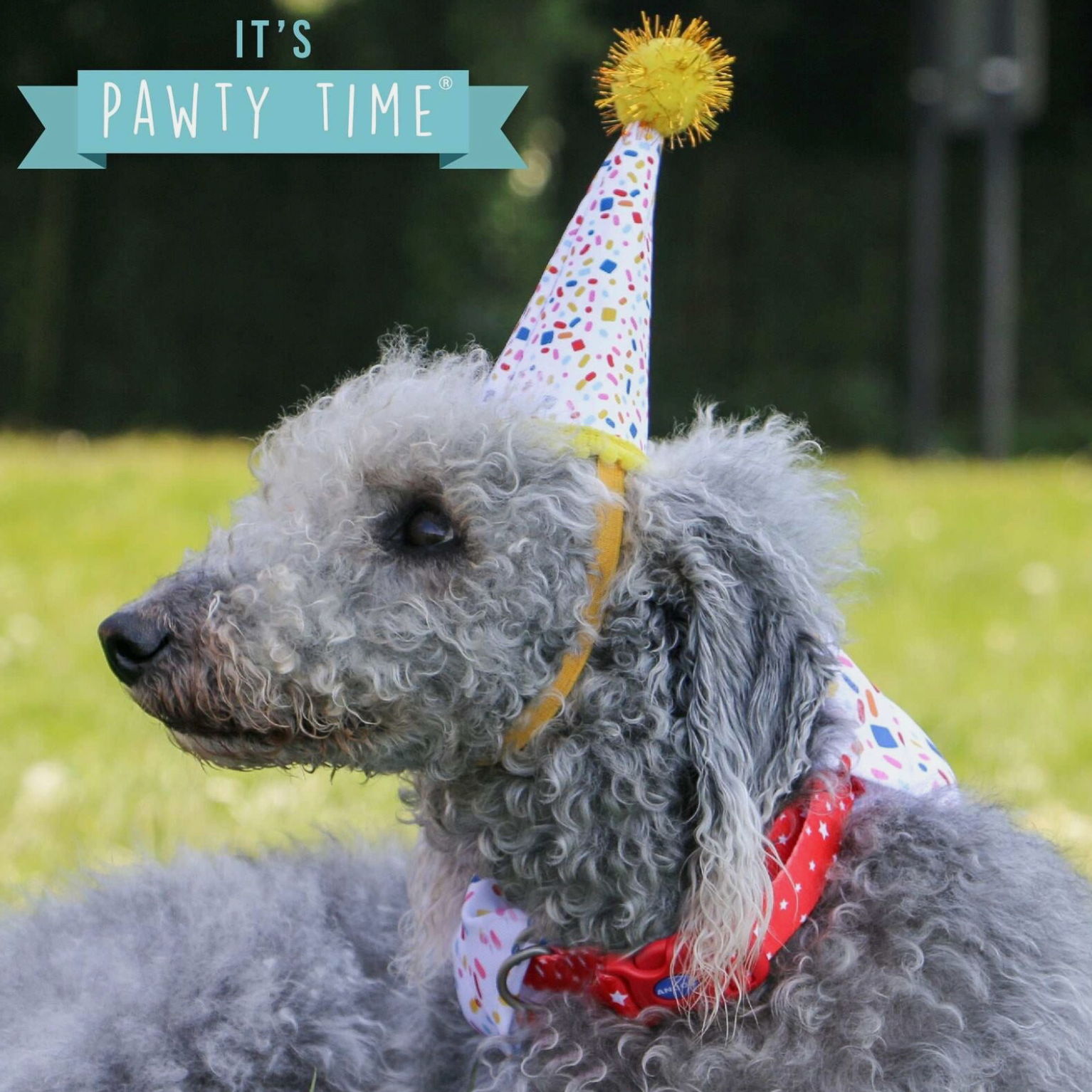 Sprinkle Birthday Bandana & Pawty Hat