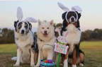 easter dogs