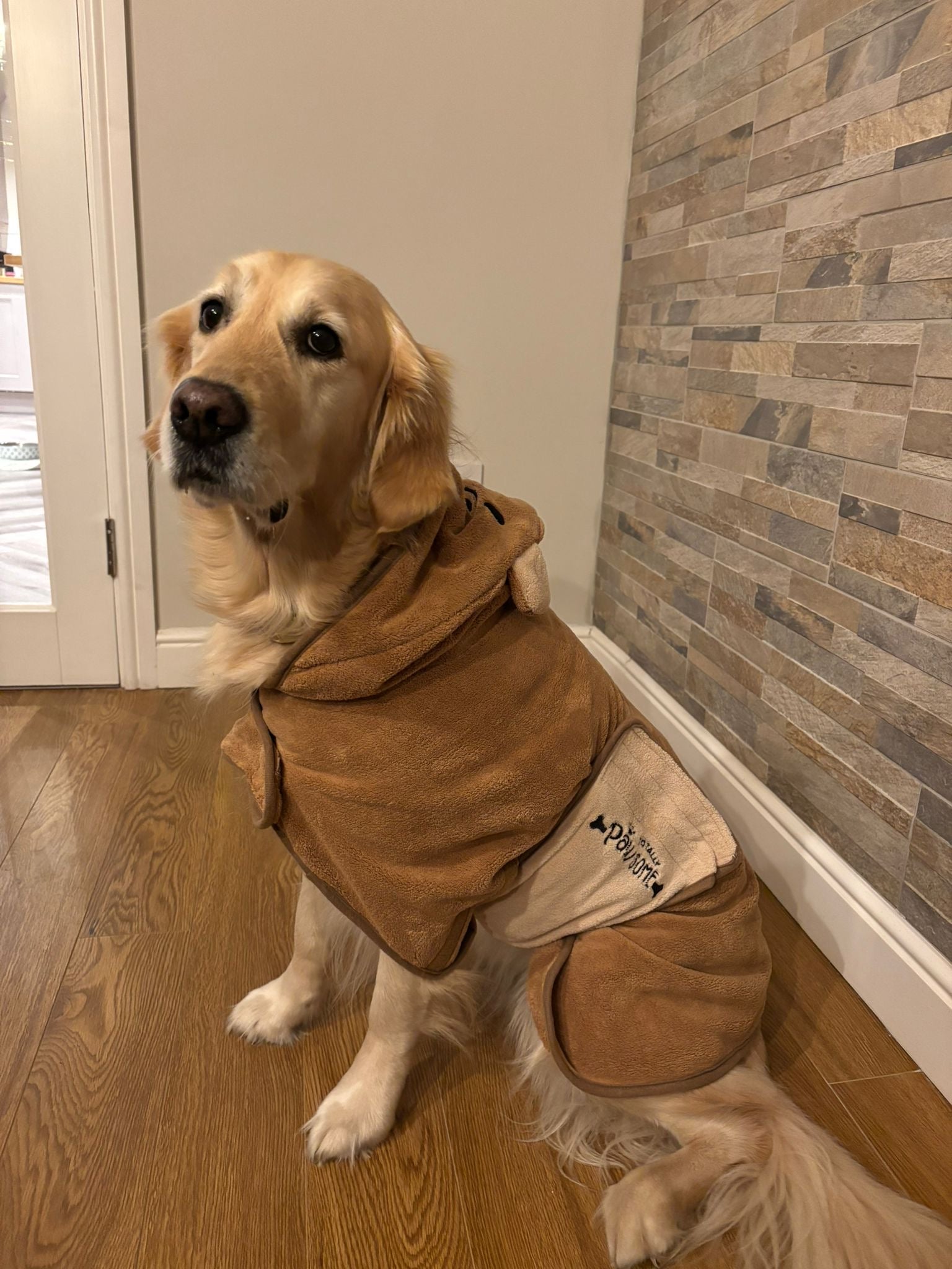 Golden retriever wearing Mr Bear Pawsome dog drying robe with hood and adjustable strap