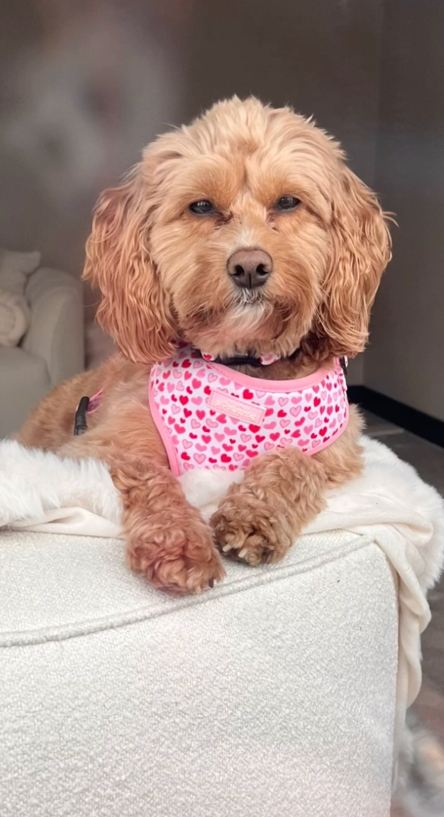 Cockapoo wearing a pink bandana with heart patterns sitting on a white surface.