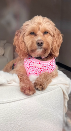 Cockapoo wearing a pink bandana with heart patterns sitting on a white surface.