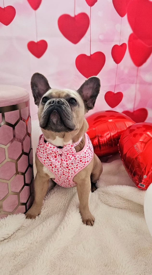 Frenchie wearing a pink harness with red heart balloons and a pink heart-patterned curtain in the background
