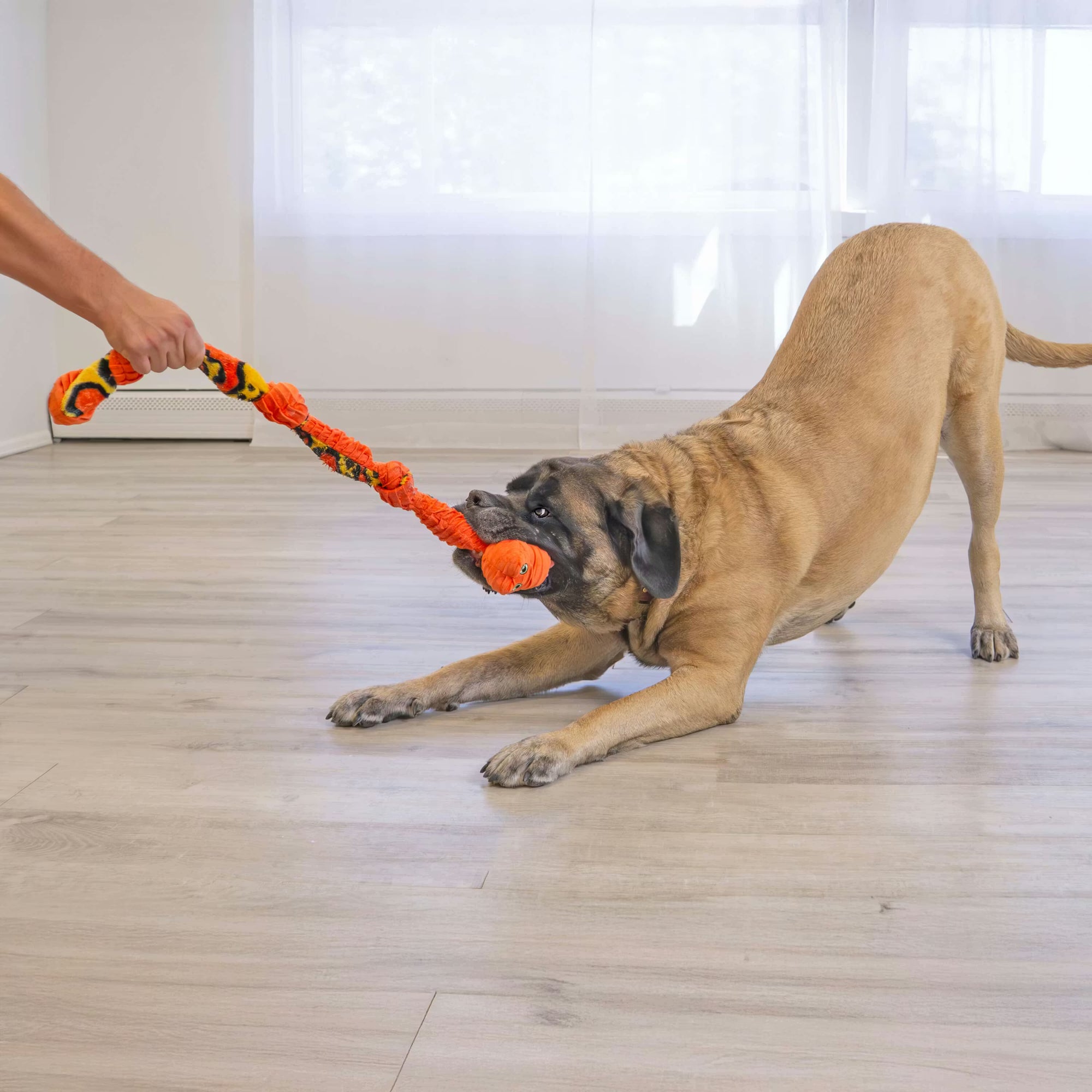KONG Knots Snake Dog Toy