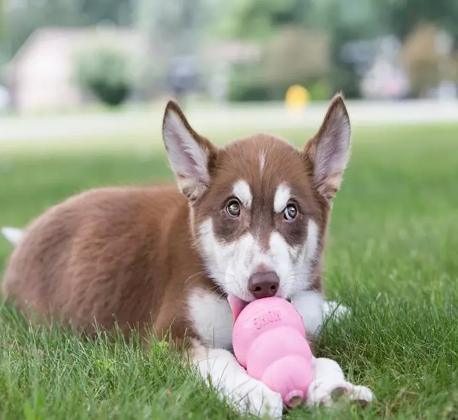 kong puppy pink