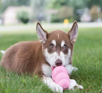 kong puppy pink