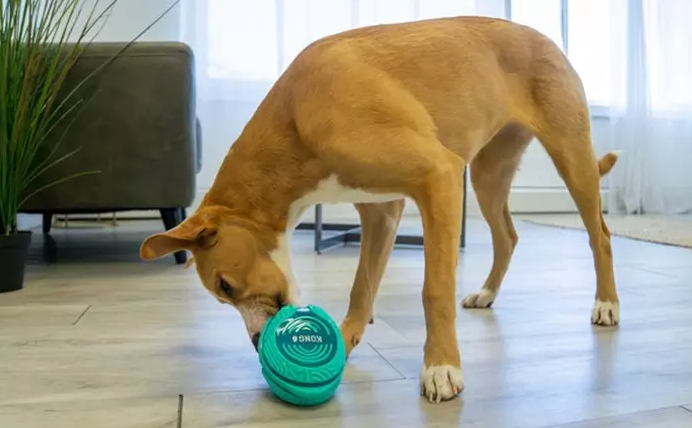 kong treat dispenser with dog
