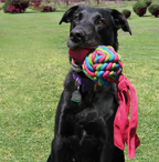 kong wubba pink with dog
