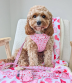 Cockapoo wearing a pink heart-patterned harness sitting on a chair with a matching blanket.