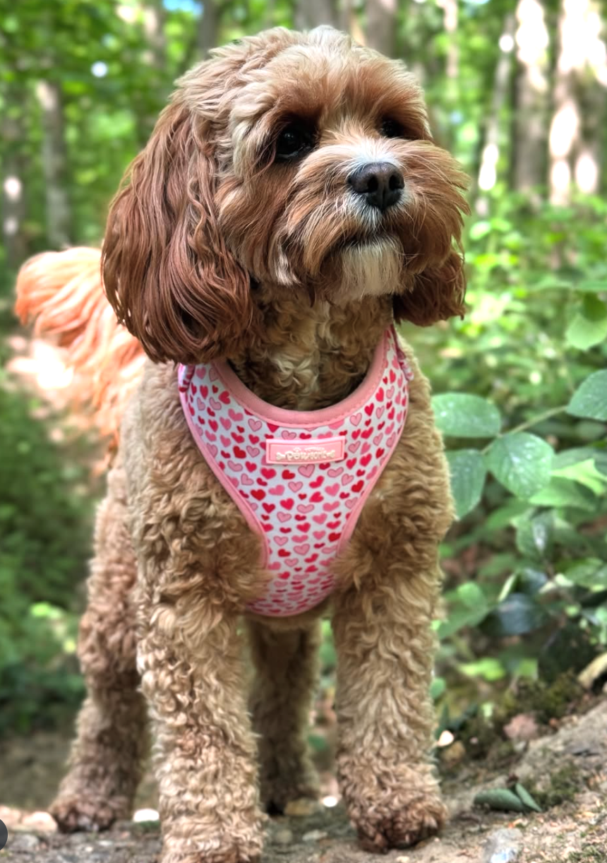 Cockapoo dog wearing a pink harness with a heart pattern in a forest setting
