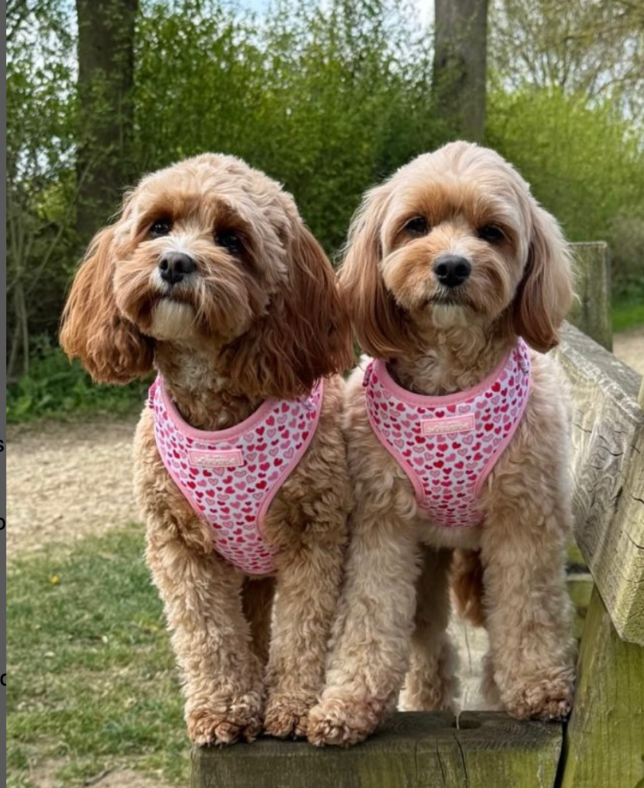 Two dogs wearing pink harnesses standing on a wooden fence with a natural background.