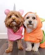 Two dogs wearing colorful drying coats on a wooden floor.