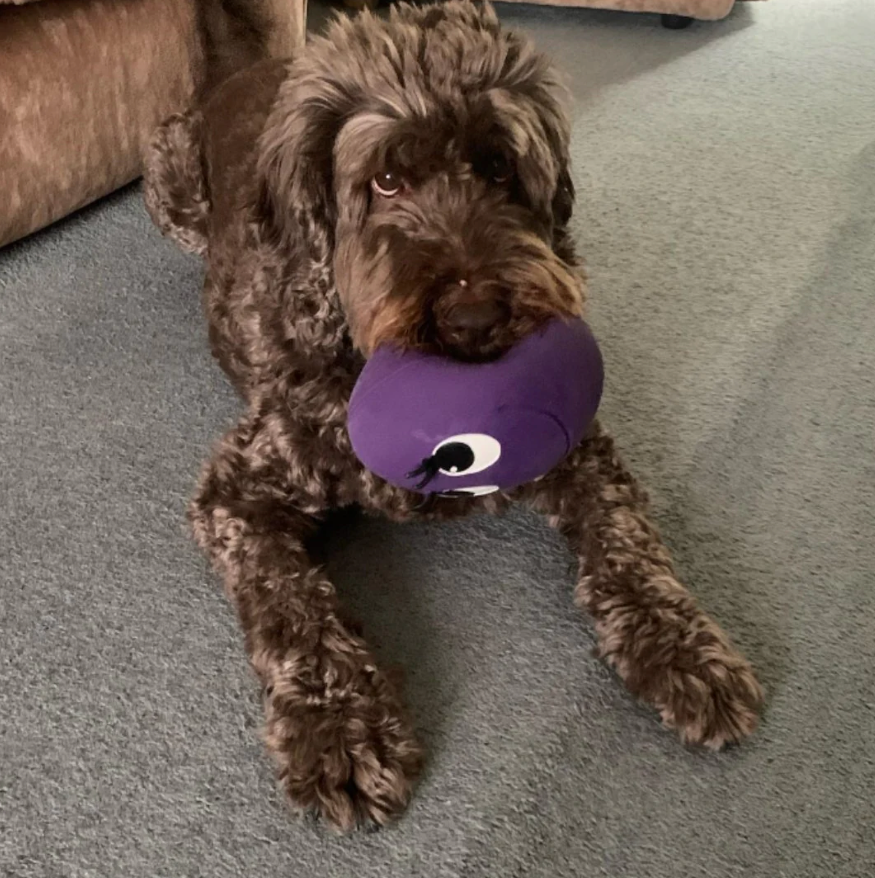purple XXL Ovo Egg - Dog Toy